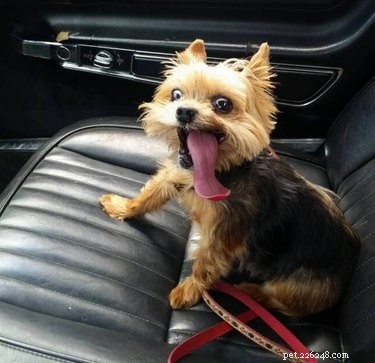19 Hilarious Pet Photos That Will Melt Your Heart