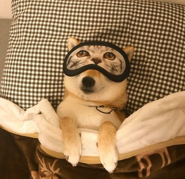 19 Hilarious Pet Photos That Will Melt Your Heart