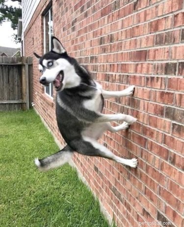 19 Hilarious Pet Photos That Will Melt Your Heart