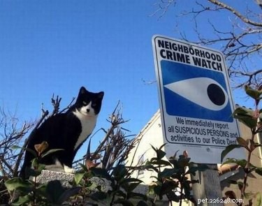 19 Hilarious Pet Photos That Will Melt Your Heart