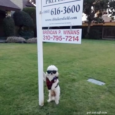 19 Hilarious Pet Photos That Will Melt Your Heart