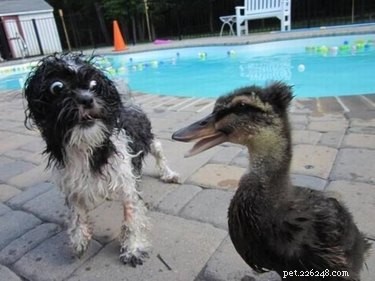 19 Hilarious Pet Photos That Will Melt Your Heart