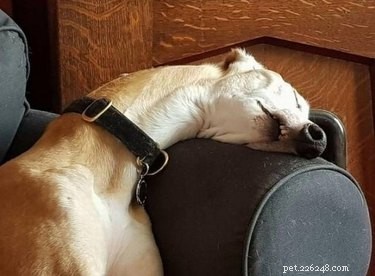 19 Hilarious Pet Photos That Will Melt Your Heart