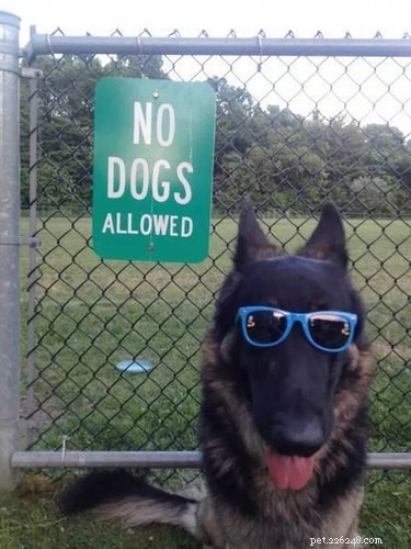 19 Hilarious Pet Photos That Will Melt Your Heart