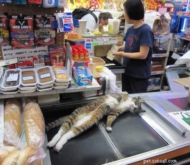 19 Hilarious Pet Photos That Will Melt Your Heart