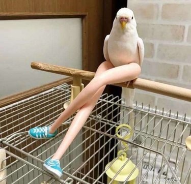 19 Hilarious Pet Photos That Will Melt Your Heart