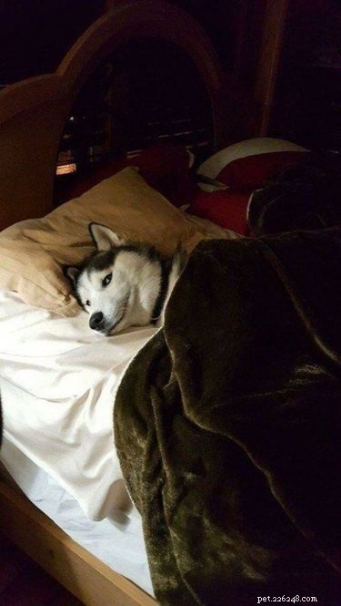 19 Hilarious Pet Photos That Will Melt Your Heart