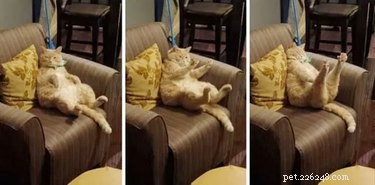 17 Heartwarming Pet Memes That Will Make You Smile