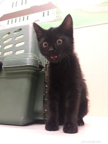17 Heartwarming Pet Memes That Will Make You Smile