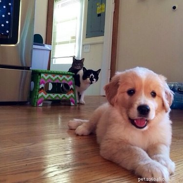 17 Heartwarming Pet Memes That Will Make You Smile