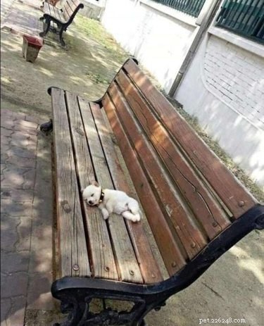 17 Heartwarming Pet Memes That Will Make You Smile