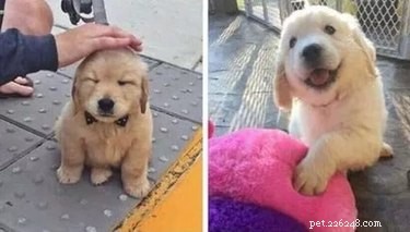 17 Heartwarming Pet Memes That Will Make You Smile