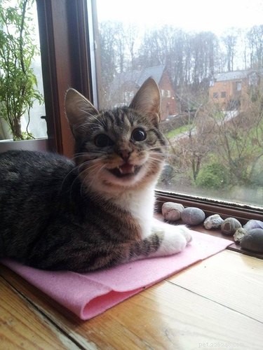 17 Heartwarming Pet Memes That Will Make You Smile