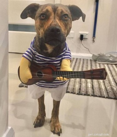 17 Heartwarming Pet Memes That Will Make You Smile