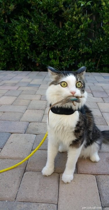 17 Heartwarming Pet Memes That Will Make You Smile