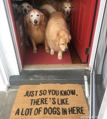 17 Heartwarming Pet Memes That Will Make You Smile