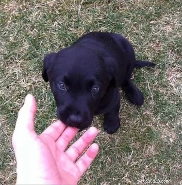 17 Heartwarming Pet Memes That Will Make You Smile