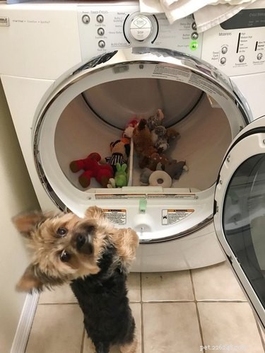 17 Heartwarming Pet Memes That Will Make You Smile