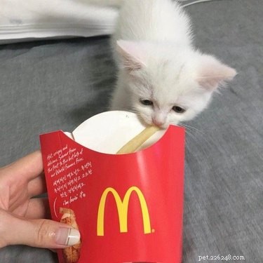 17 Heartwarming Pet Memes That Will Make You Smile