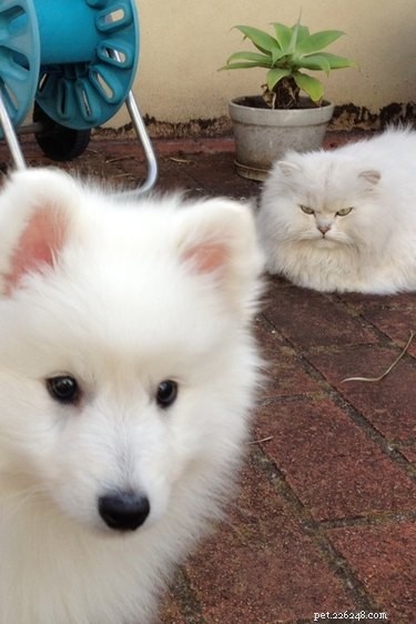 17 Heartwarming Pet Memes That Will Make You Smile
