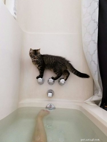 17 Heartwarming Pet Memes That Will Make You Smile