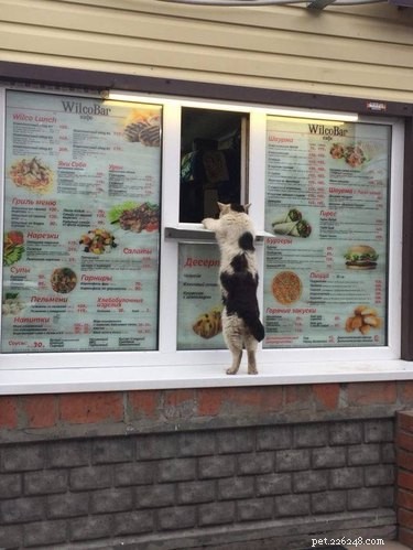 17 Hilarious Pet Photos Guaranteed to Melt Your Heart