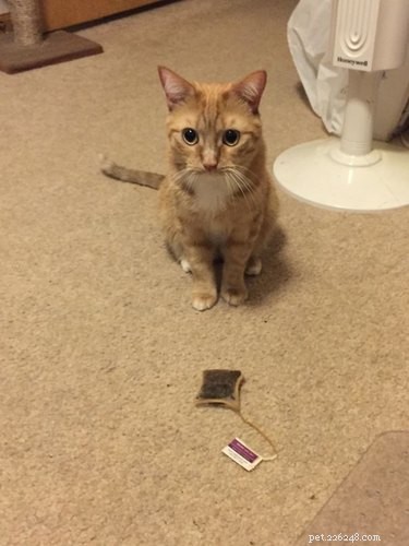 17 Hilarious Pet Photos Guaranteed to Melt Your Heart