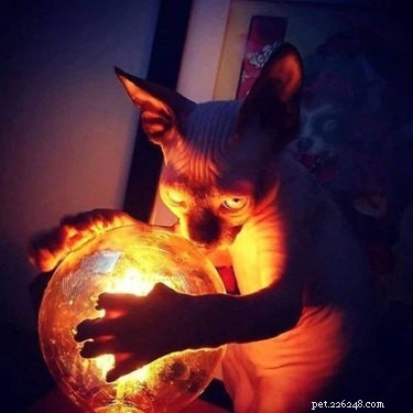 17 Hilarious Pet Photos Guaranteed to Melt Your Heart