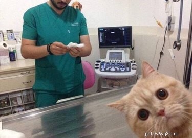 17 Hilarious Pet Photos Guaranteed to Melt Your Heart