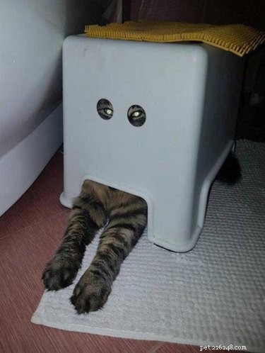 17 Hilarious Pet Photos Guaranteed to Melt Your Heart