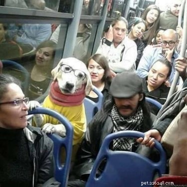 17 Hilarious Pet Photos Guaranteed to Melt Your Heart