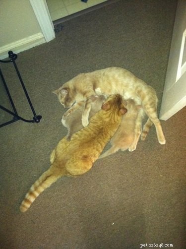 17 Hilarious Pet Photos Guaranteed to Melt Your Heart