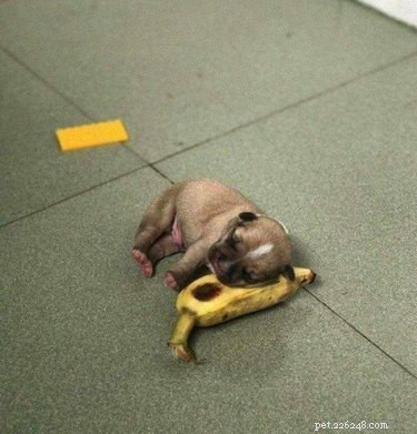 17 Hilarious Pet Photos Guaranteed to Melt Your Heart