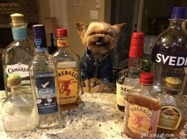 17 Hilarious Pet Photos Guaranteed to Melt Your Heart