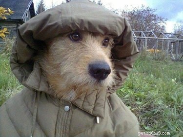 17 Hilarious Pet Photos Guaranteed to Melt Your Heart