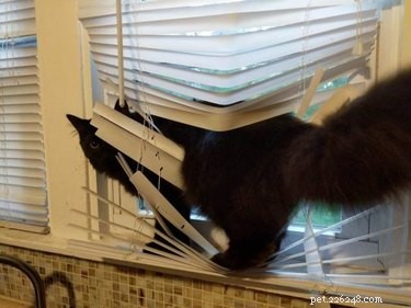 17 Hilarious Pet Photos Guaranteed to Melt Your Heart
