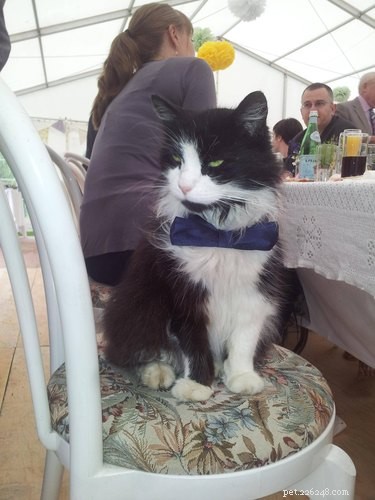 17 Pets That Could Ruin Your Wedding—and Why You Should Keep Them Away