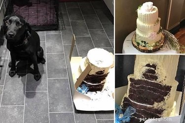 17 Pets That Could Ruin Your Wedding—and Why You Should Keep Them Away