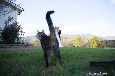 17 Pets That Could Ruin Your Wedding—and Why You Should Keep Them Away