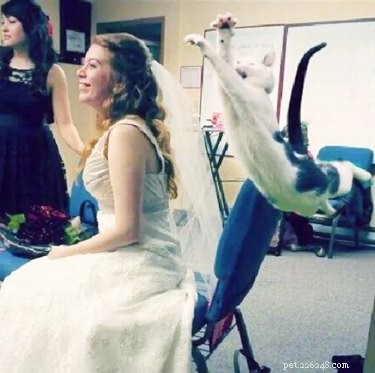 17 Pets That Could Ruin Your Wedding—and Why You Should Keep Them Away