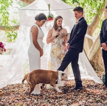 17 Pets That Could Ruin Your Wedding—and Why You Should Keep Them Away