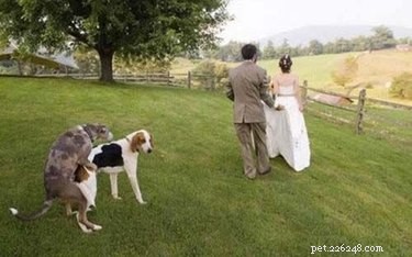 17 Pets That Could Ruin Your Wedding—and Why You Should Keep Them Away