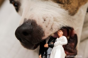 17 Pets That Could Ruin Your Wedding—and Why You Should Keep Them Away