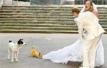 17 Pets That Could Ruin Your Wedding—and Why You Should Keep Them Away