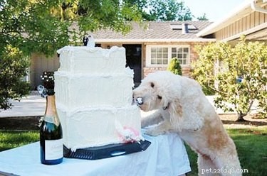 17 Pets That Could Ruin Your Wedding—and Why You Should Keep Them Away