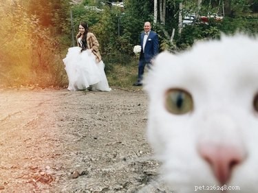 17 Pets That Could Ruin Your Wedding—and Why You Should Keep Them Away