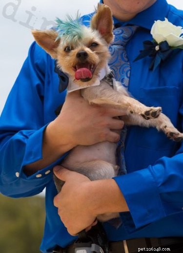 17 Pets That Could Ruin Your Wedding—and Why You Should Keep Them Away