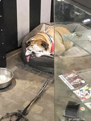 20 Endearing Pets That Look Like Delicious Pancakes
