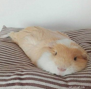 20 Endearing Pets That Look Like Delicious Pancakes