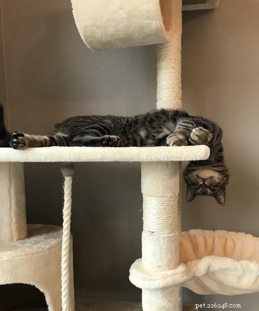 20 Endearing Pets That Look Like Delicious Pancakes